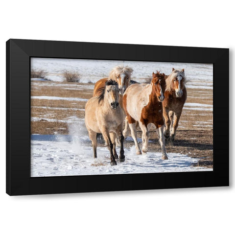USA-Colorado-Westcliffe Music Meadows Ranch Herd of mixed breed horses running in the snow Black Modern Wood Framed Art Print with Double Matting by Hopkins, Cindy Miller