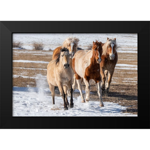 USA-Colorado-Westcliffe Music Meadows Ranch Herd of mixed breed horses running in the snow Black Modern Wood Framed Art Print by Hopkins, Cindy Miller
