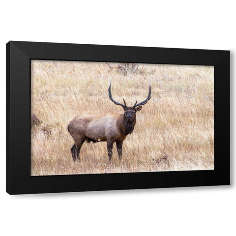 USA-bull elk Black Modern Wood Framed Art Print by Theodore, George and Marilu