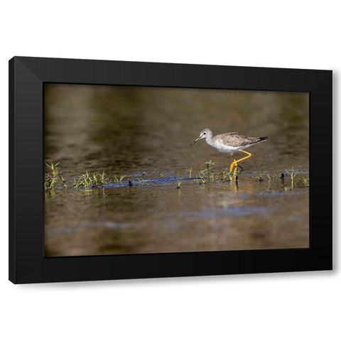 Lesser yellowlegs-Myakka River State Park-Florida Black Modern Wood Framed Art Print with Double Matting by Jones, Adam