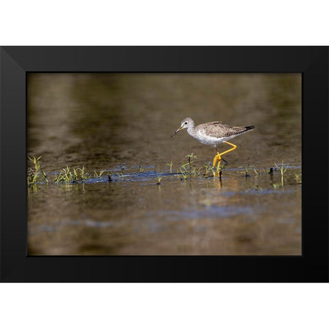 Lesser yellowlegs-Myakka River State Park-Florida Black Modern Wood Framed Art Print by Jones, Adam