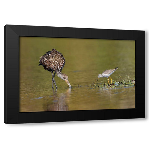 Limpkin and Lesser yellowlegs feeding Myakka River State Park-Florida Black Modern Wood Framed Art Print with Double Matting by Jones, Adam