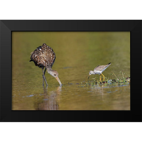 Limpkin and Lesser yellowlegs feeding Myakka River State Park-Florida Black Modern Wood Framed Art Print by Jones, Adam