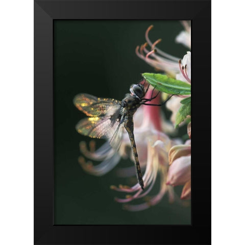 Georgia, Close-up of dragonfly Backlit on Azalea Black Modern Wood Framed Art Print by Rotenberg, Nancy