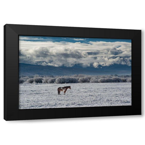 Horse grazing in winter with Bighole Mountains in the distance-Teton Valley-Idaho Black Modern Wood Framed Art Print by Garber, Howie