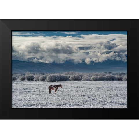 Horse grazing in winter with Bighole Mountains in the distance-Teton Valley-Idaho Black Modern Wood Framed Art Print by Garber, Howie