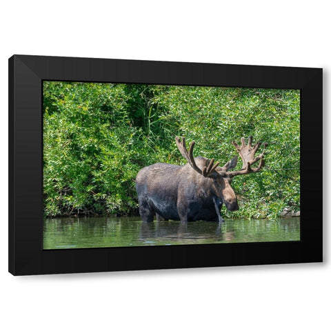 USA-Idaho-Bull Moose in Teton River Black Modern Wood Framed Art Print with Double Matting by Garber, Howie