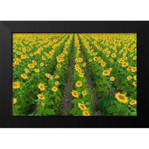 Aerial view of sunflower field Sam Parr State Park-Jasper County-Illinois Black Modern Wood Framed Art Print by Day, Richard and Susan