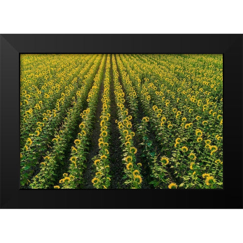 Aerial view of sunflower field Sam Parr State Park-Jasper County-Illinois Black Modern Wood Framed Art Print by Day, Richard and Susan
