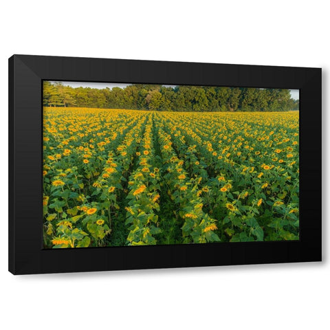 Aerial view of a Sunflower field at sunrise-Jasper County-Illinois Black Modern Wood Framed Art Print with Double Matting by Day, Richard and Susan