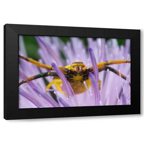 Indiana, River Road Park Yellow crab spider Black Modern Wood Framed Art Print by Kelley, David
