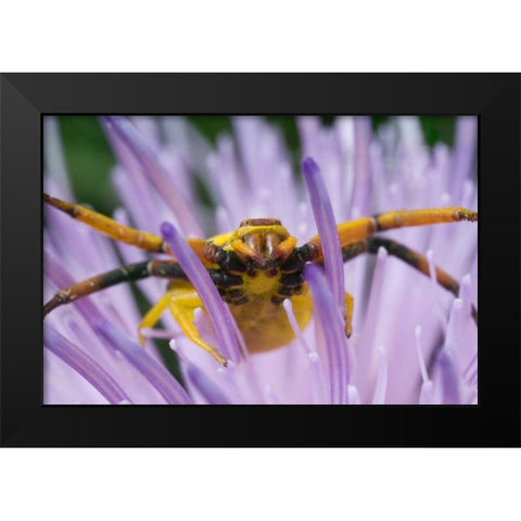 Indiana, River Road Park Yellow crab spider Black Modern Wood Framed Art Print by Kelley, David