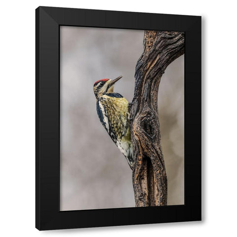 Bird-Yellow-bellied sapsucker in winter-Kentucky Black Modern Wood Framed Art Print by Jones, Adam