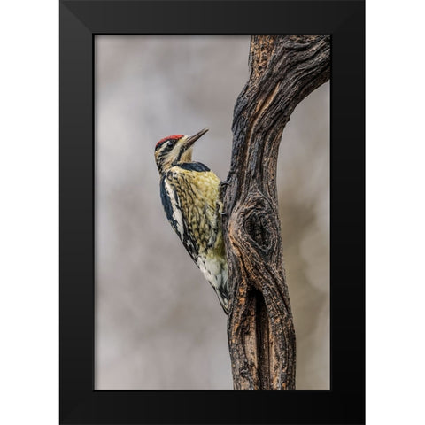 Bird-Yellow-bellied sapsucker in winter-Kentucky Black Modern Wood Framed Art Print by Jones, Adam
