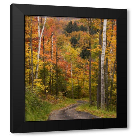Maine, Bethel Winding lane through autumn trees Black Modern Wood Framed Art Print with Double Matting by Kaveney, Wendy
