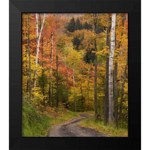 Maine, Bethel Winding lane through autumn trees Black Modern Wood Framed Art Print by Kaveney, Wendy