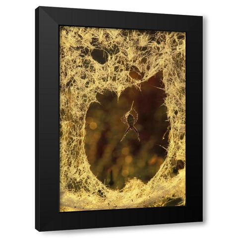 MI, Black-and-yellow argiope spider spinning Black Modern Wood Framed Art Print with Double Matting by Carlson, Mark