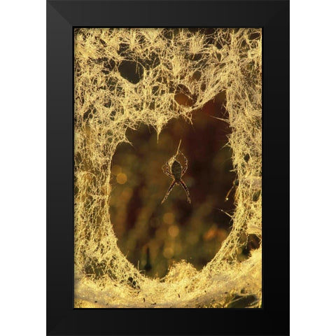 MI, Black-and-yellow argiope spider spinning Black Modern Wood Framed Art Print by Carlson, Mark