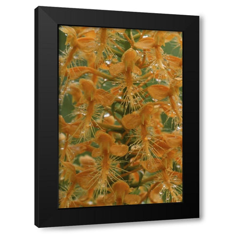 Michigan, Yellow fringed orchid with dew Black Modern Wood Framed Art Print by Carlson, Mark