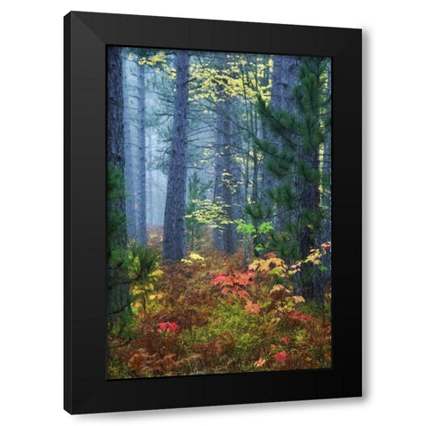 Michigan Fall foliage and pine trees in fog Black Modern Wood Framed Art Print with Double Matting by Rotenberg, Nancy