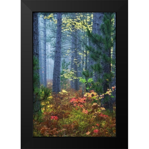 Michigan Fall foliage and pine trees in fog Black Modern Wood Framed Art Print by Rotenberg, Nancy