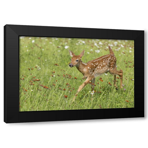Minnesota White-tailed deer fawn in meadow Black Modern Wood Framed Art Print with Double Matting by Kaveney, Wendy