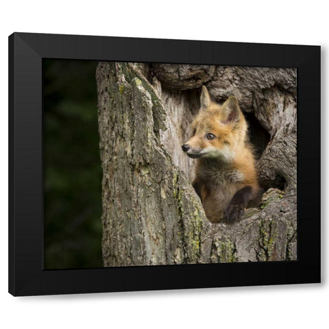 Minnesota, Sandstone Red Fox in a hollow tree Black Modern Wood Framed Art Print with Double Matting by Kaveney, Wendy