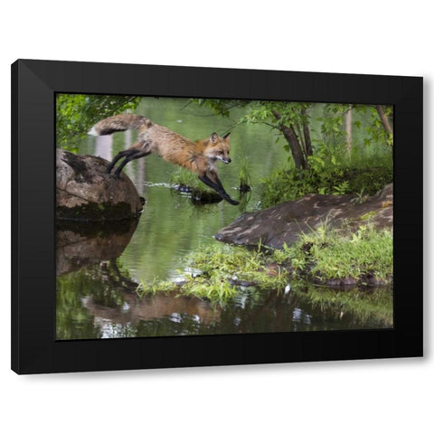 Minnesota, Sandstone Red fox leaping Black Modern Wood Framed Art Print with Double Matting by Kaveney, Wendy