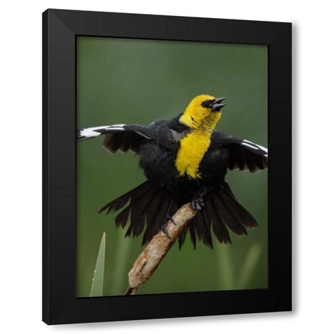 MT, Great Falls Yellow-headed blackbird sings Black Modern Wood Framed Art Print by Morris, Arthur
