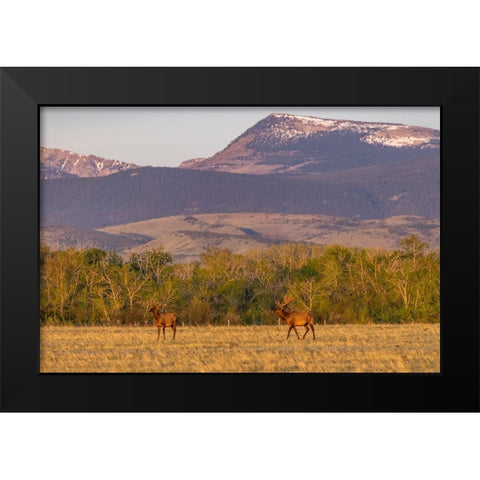 Bull elk in velvet along the Rocky Mountain Front near Choteau-Montana-USA Black Modern Wood Framed Art Print by Haney, Chuck