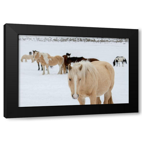 USA-Montana-Gardiner Horses with winter coats in snow Black Modern Wood Framed Art Print by Hopkins, Cindy Miller
