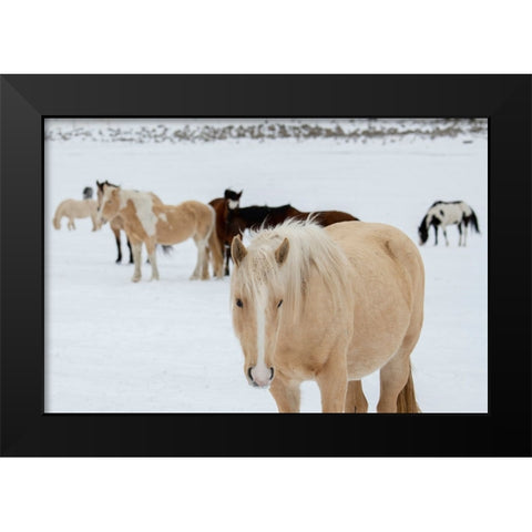 USA-Montana-Gardiner Horses with winter coats in snow Black Modern Wood Framed Art Print by Hopkins, Cindy Miller