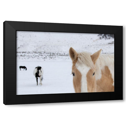 USA-Montana-Gardiner Palomino paint horse with shaggy winter coats in snow Black Modern Wood Framed Art Print with Double Matting by Hopkins, Cindy Miller