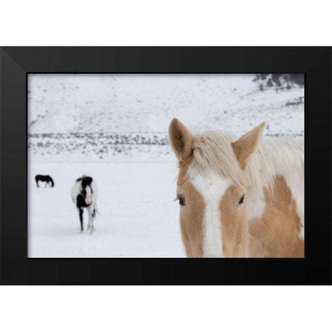 USA-Montana-Gardiner Palomino paint horse with shaggy winter coats in snow Black Modern Wood Framed Art Print by Hopkins, Cindy Miller