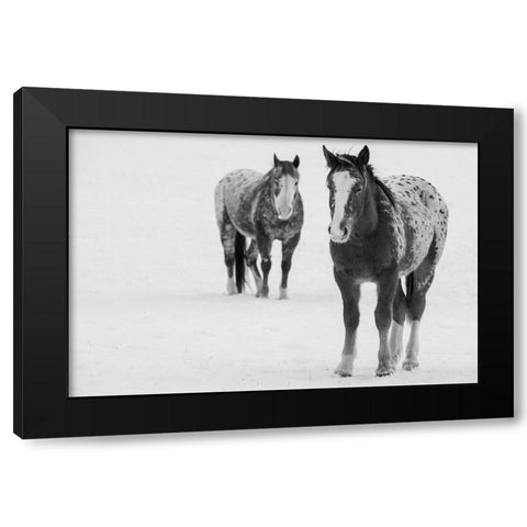 USA-Montana-Gardiner Appaloosa horses in winter snow Black Modern Wood Framed Art Print by Hopkins, Cindy Miller