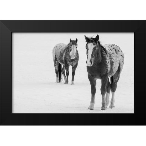 USA-Montana-Gardiner Appaloosa horses in winter snow Black Modern Wood Framed Art Print by Hopkins, Cindy Miller