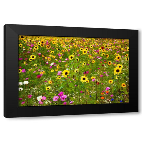 USA-New Hampshire meridian planted with sunflowers and cosmos flowers along Interstate 95 Black Modern Wood Framed Art Print by Gulin, Sylvia