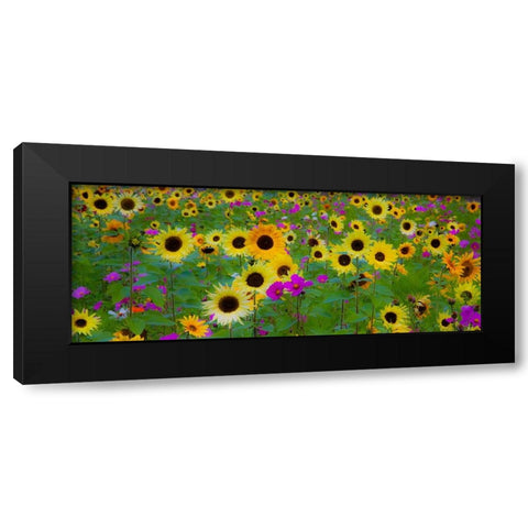 USA-New Hampshire meridian planted with sunflowers and cosmos flowers along Interstate 95 Black Modern Wood Framed Art Print by Gulin, Sylvia