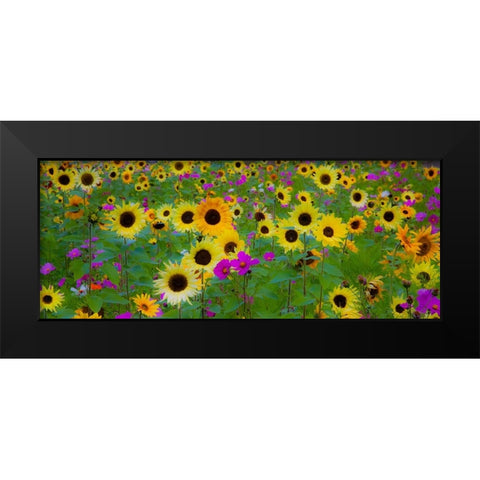 USA-New Hampshire meridian planted with sunflowers and cosmos flowers along Interstate 95 Black Modern Wood Framed Art Print by Gulin, Sylvia