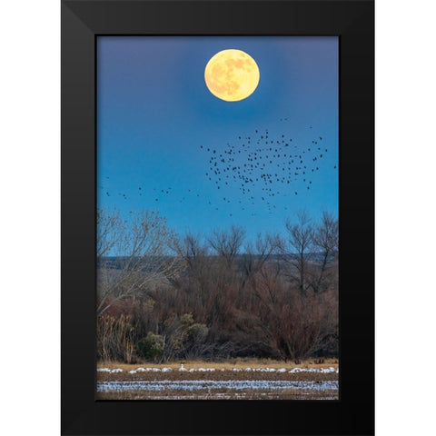 USA-New Mexico-Bosque Del Apache National Wildlife Refuge-Full moon rising and flying blackbirds Black Modern Wood Framed Art Print by Jaynes Gallery