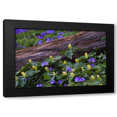 NC, Great Smoky Mts Spring flowers by a log Black Modern Wood Framed Art Print with Double Matting by Rotenberg, Nancy