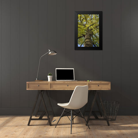 North Carolina Poplar in Joyce Kilmer Forest Black Modern Wood Framed Art Print by Paulson, Don