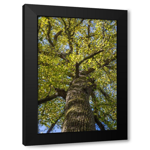North Carolina Poplar in Joyce Kilmer Forest Black Modern Wood Framed Art Print with Double Matting by Paulson, Don