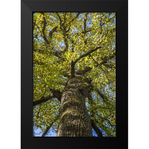North Carolina Poplar in Joyce Kilmer Forest Black Modern Wood Framed Art Print by Paulson, Don