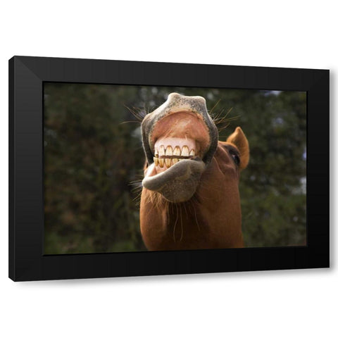 OR, Seneca A horse showing his teeth Black Modern Wood Framed Art Print with Double Matting by Kaveney, Wendy