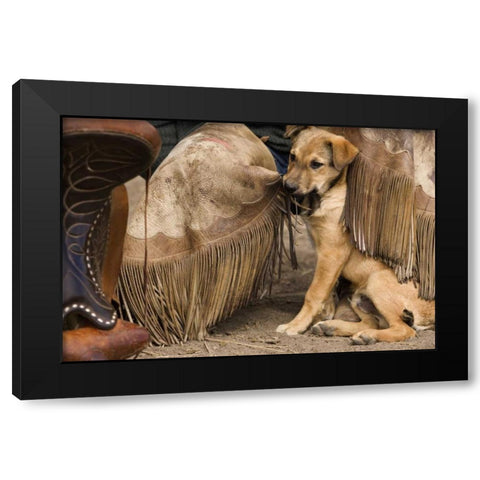 OR, Seneca A puppy chewing cowboys chaps Black Modern Wood Framed Art Print with Double Matting by Kaveney, Wendy