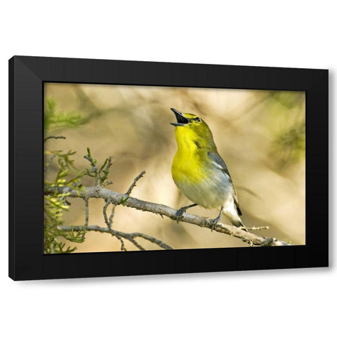 TX, Balcones Canyon Yellow-throated vireo sings Black Modern Wood Framed Art Print by Welling, Dave