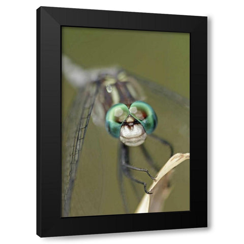 Texas, McMullen County Dragonflys head Black Modern Wood Framed Art Print with Double Matting by Illg, Cathy and Gordon