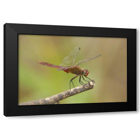 TX, Bentsen Male red-tailed pennant dragonfly Black Modern Wood Framed Art Print by Welling, Dave