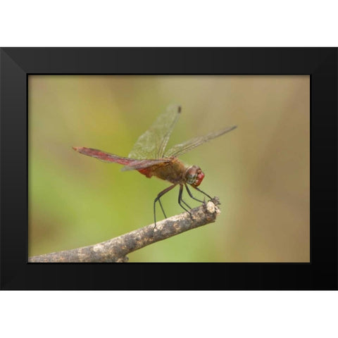 TX, Bentsen Male red-tailed pennant dragonfly Black Modern Wood Framed Art Print by Welling, Dave